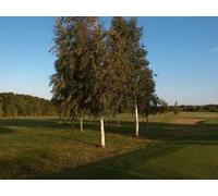 Inspirational Gifting 4Ft Silver Birch (Betula Pendula) Field Grown Hedging Plants Tree Sapling - Pack Of 10