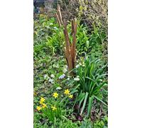 Inspirational Gifting Decorative Reeds Garden Stake Border Plant Support