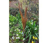 Inspirational Gifting Decorative Reeds Garden Stake Border Plant Support in Brown Inspirational Gifting Brown