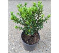 Inspirational Gifting Ilex Crenata (Green Hedge) Potted Japanese Holly Hedge Plants 25-35Cm Tall - Pack Of 5