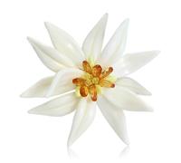 Inspired Edelweiss Brooch Featuring Fine Craftsmanship Lightweight for Birthdays Holidays Gifting Country Inspired Edelweiss Brooch