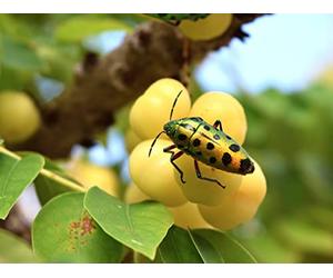 Integrated Pest Management