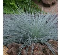 Intense Blue Blue Fescue Festuca Glauca Outdoor Ornamental Plant 2L Pot Plant Theory Green One Size