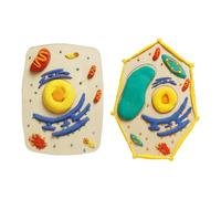 Interactive Biology Teaching Aid Plant Animal Cell Model Craft Set User Friendly Wood Texture Suitable for Project Educational Cell Anatomy Model