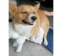 Interactive Dog Mating Toy with Realistic Feel for Stress Relief and Breeding Simulation