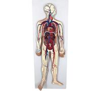 Interactive Human Blood Circulatory System Model, 1/2 Natural Size with Removable Heart, Detailed Arteries and Veins Model with Thoracic Organs, for Studying Blood Circulation in The Body
