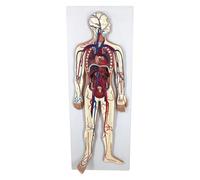 Interactive Human Blood Circulatory System Model,Human Blood Model 1/2 Life Size Body Heart Removable Arteries And Veins Circulatory Anatomy For Medical Education And Training
