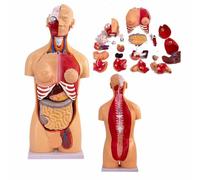Interactive Human Torso Model 33.4in, 32 Detachable Magnetic Parts with Interchangeable Male Female Organs for Hands-On Science Learning