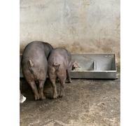 Interior Hog Feeder 1 2 3 Pack, Heavy Duty Watering Trough for Livestock Baby Piglet, Alpacas Calves Bowl No Spill, Feeder Pan(2 pack,39.4 inch long with 5 bit)