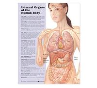 Internal Organs of the Human Body