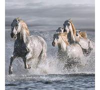 International Graphics - Finished Picture - Jorge, Llovet - ''Horses Running at the Beach''- 30 x 30 cm - Direct printing on acrylic glass