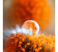 International Graphics - Finished Picture - Lily Andrea, Seidel - ''Eternal Flame''- 30 x 30 cm - Direct printing on acrylic glass