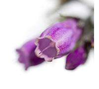 International Graphics - Finished Picture - Sonja, Dürnberger - ''Symphytum officinale''- 30 x 30 cm - Direct printing on acrylic glass