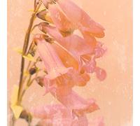 International Graphics - Finished Picture - Tom, Lambert - ''Romantic Foxglove''- 30 x 30 cm - Direct printing on acrylic glass