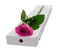 InterRose | Single Pink Rose Stem presented in a letterbox friendly box with a Name a Rose keepsake
