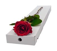 InterRose | Single Red Rose (large headed) Stem presented in a letterbox friendly box with a Name a Rose gift