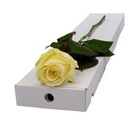 InterRose | Single White Rose Stem presented in a letterbox friendly box with a Name a Rose keepsake