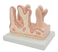 Intestine Villus Model, Intestinal Villi Magnification Model, with Base, PVC Material, Realistic Texture, Anatomy of The Digestive System Teaching Aids, for Classroom, Hospital