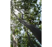 Into My Mind's Garden