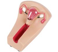 Intrauterine Device Training Model, PVC Transparent Uterus & Ovary Model for Insertion and Removal Training, 12x14x18cm
