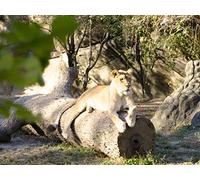 Introduction to Created Kinds : Memphis Zoo
