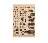 Introduction to Various Beetles Canvas Print 12 x 18 inches (30 x 45 cm)