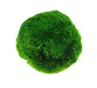 Introti Ornamental Green Algae Balls Multi-Purpose Fish Tanks Aquatic Plants Hydroponic Aquatic Ball for Fish Tank Decor & Ecological Bottles