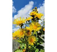 Inula racemosa SONNENSPEER Medium Plug Plants - Hardy Perennial with Orange-Yellow Flowers, Attracts Bees, Specimen Garden Plant
