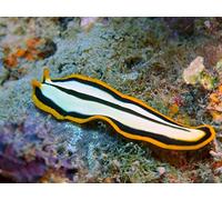 Invertebrate Life in the Ocean