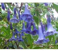 Iochroma Australis Perennial Plug Plant