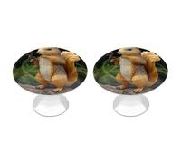 IOLVSHGH Resin Squirrel Kitchen Cabinet Knobs 2 Pack Bathroom Drawer Pulls Metal Dresser Knobs with Screw Cabinet Hardware Round Cabinet Handles for Cupboard Closet Bifold Door