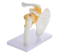 Ipetboom 1Pc Human Skeleton Model Anatomical Shoulder Joint Teaching Tool with Base for and Health Instruction Design for Schools and Hospitals