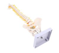 Ipetboom 1Pc Spine Anatomy Model Vertebral Column Model with Spinal Pelvis Construction for Patient Understanding
