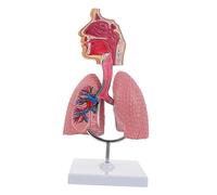 Ipetboom 1Pc Vivid Respiratory for Anatomy and Physiology Education Schools Realistic Details for