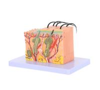 Ipetboom 35X Enlarged Human Skin Anatomy Model with Detailed Tissue Structure and Hair Medical Teaching Aid for Science Classroom and Educational Display