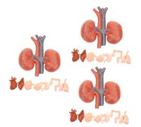 Ipetboom 3sets Realistic Organ Models for Anatomy Study Educational Tools for Medical Students and Doctors Vivid Human Organ Simulation Including Brain Heart Liver and More 8pcs*3