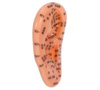 Ipetboom Anatomical Ear Reflexology Model for Acupuncture Practice Ear Teaching Aid and Display