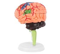 Ipetboom Anatomy Brain Model with Blood Vessels PVC Material Realistic Medical Cerebrovascular Model for Classroom Teaching and Neuroscience Study Human Brain Demonstration Tool with Base