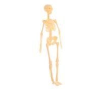 Ipetboom Anatomy Skeleton Model Full-body Poseable Human Skeleton Educational DIY Assembly Teaching Aid for Medical Learning and Science Study with Smooth Surface Safe for Students and