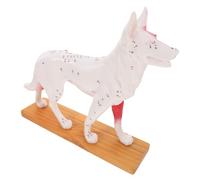 Ipetboom Canine Acupuncture Anatomy Model Veterinary Teaching Tool for Students Detailed Dog Body Acupoint Study Reference