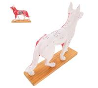 Ipetboom Canine Acupuncture Point Model Dog Anatomy Medical Teaching Tool Veterinary Student Training Aid Animal Acupuncture Body Model for School Education