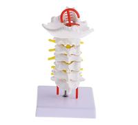 Ipetboom Cervical Spine Model Detailed Anatomy Tool for Medical Learning and Teaching Includes Nerve Roots and Arteries for Students and Professionals Biology Education