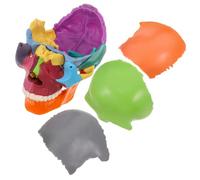 Ipetboom Colorful Detachable Human Skull Model for Anatomy Study Robust Construction with Distinct Color Coding Learning Tool for Physiology and Anatomy Courses