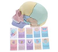 Ipetboom Detachable Human Skull Model for Anatomy Learning Realistic and Medical Skull with Vivid Colored Structure Educational Skeleton Model for Medical Students and Teaching