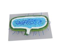 Ipetboom Enlarged Animal Cell Model with Realistic Organelles Biology Teaching Kit for Classroom Demonstrations Interactive Science Educational Tool for Student Study