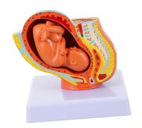 Ipetboom Female Uterus Embryo Model for Teaching Full Term Pregnancy Anatomical Model PVC Material Realistic Female Pelvic Embryo Structure Medical Training Tool for Nursing and Health