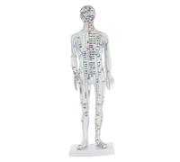 Ipetboom Human Body Acupuncture Model Male with Meridian Points Acupoint Mannequin for Acupuncturists Training Full Body Display White Simulation Model for Alternative Medicine Practice