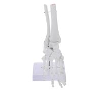 Ipetboom Human Foot Joint Model with Fixed Ankle PVC Plastic Anatomical Foot Bone Skeleton for Medical Teaching and Patient Education