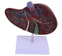 Ipetboom Human Liver Medical Teaching Model with Base Anatomical Plastic Liver Model for Physiology and Anatomy Education in Medical Nursing and Health Schools