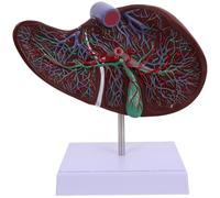 Ipetboom Human Liver Model Anatomical Teaching Display with Base Plastic Medical School Biology Study Organ Anatomy Model